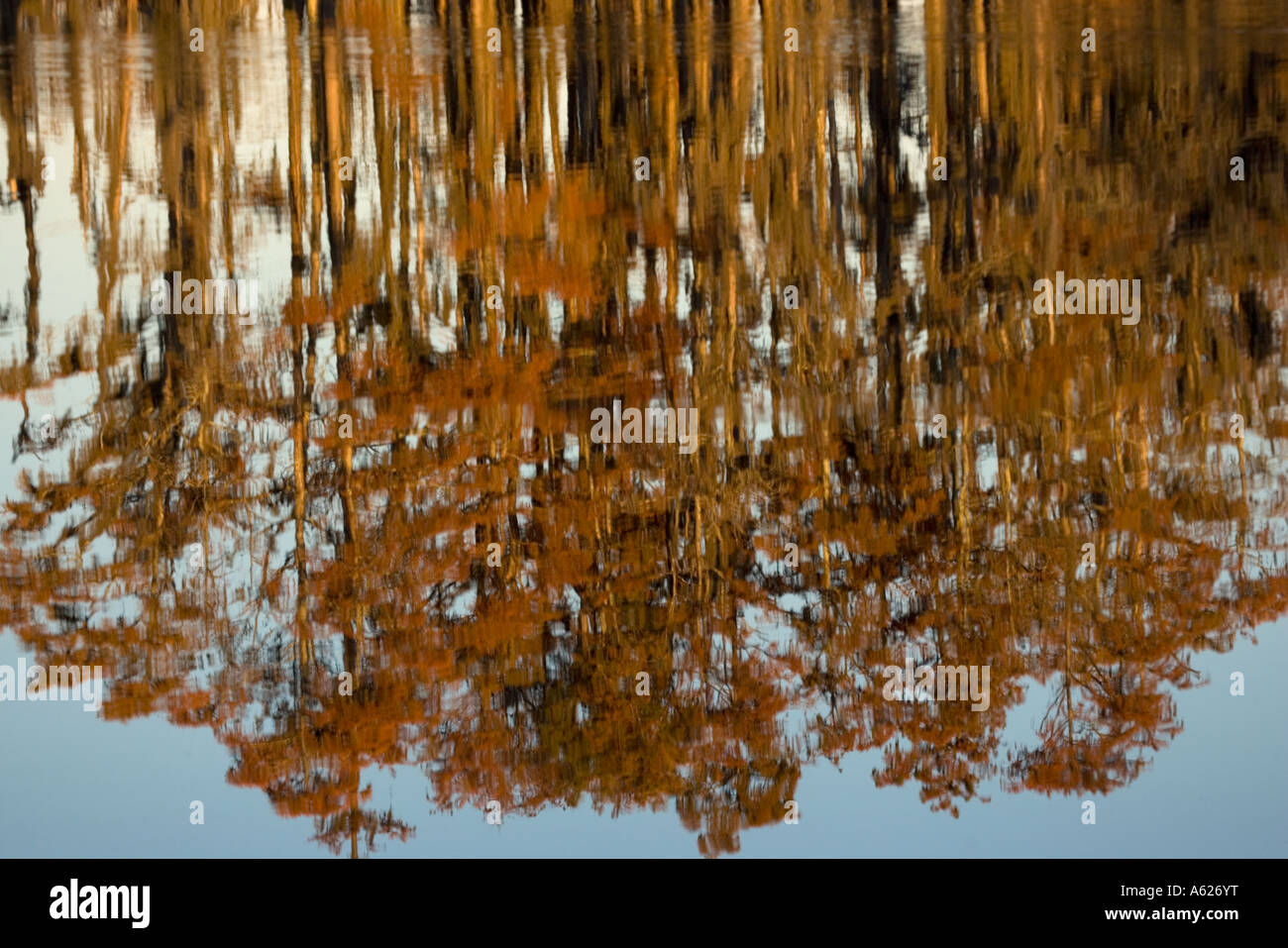 Reflection of Bald Cypress Trees in Swamp Water Taxodium distichum Louisiana USA Autumn Stock Photo