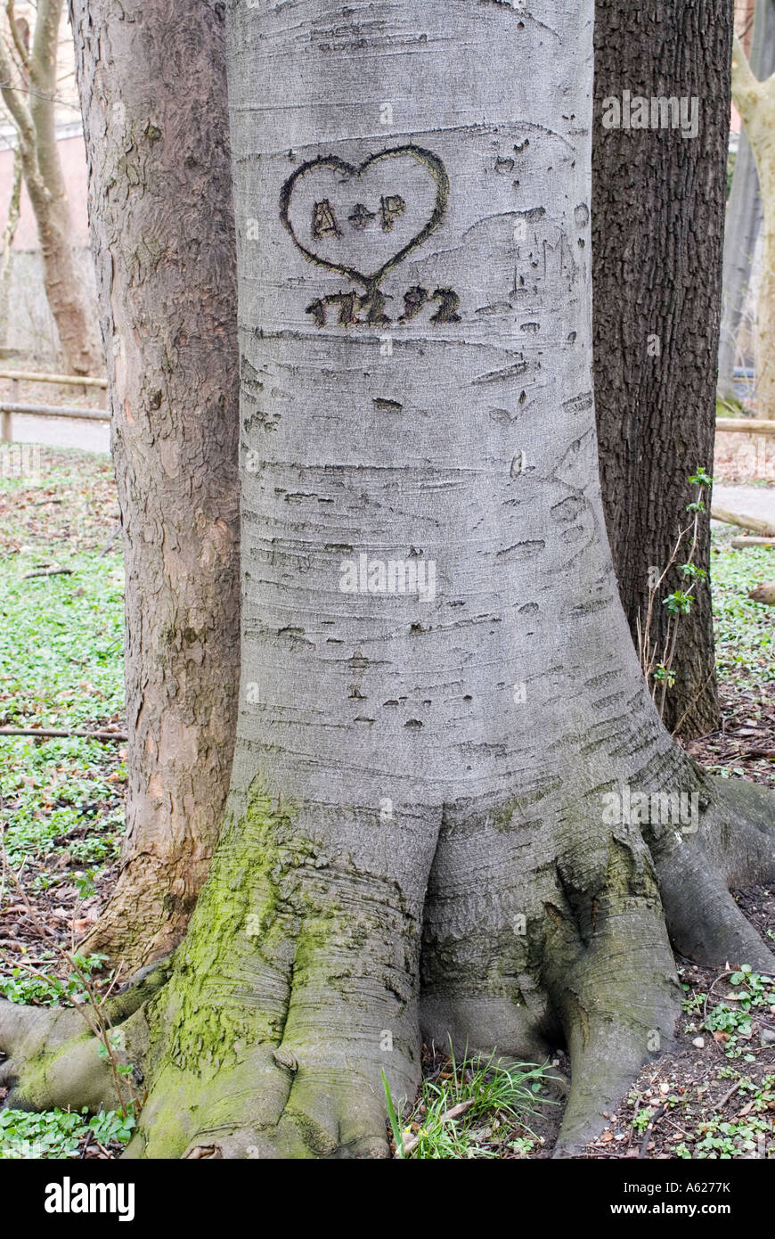 Common Beech Fagus sylvatica and cut heart initials and date 1992 carved written into Stock Photo