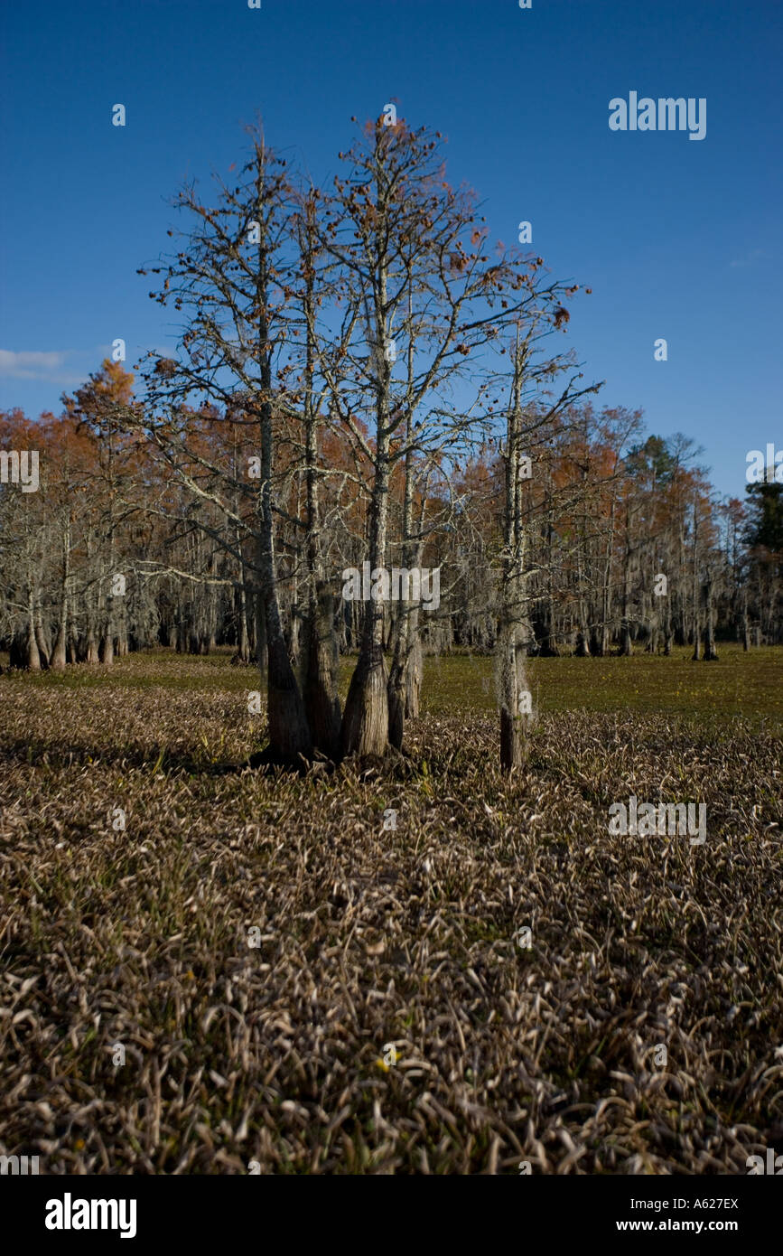 Bald Cypress Tree Swamp Taxodium distichum in Louisiana USA Autumn Stock Photo