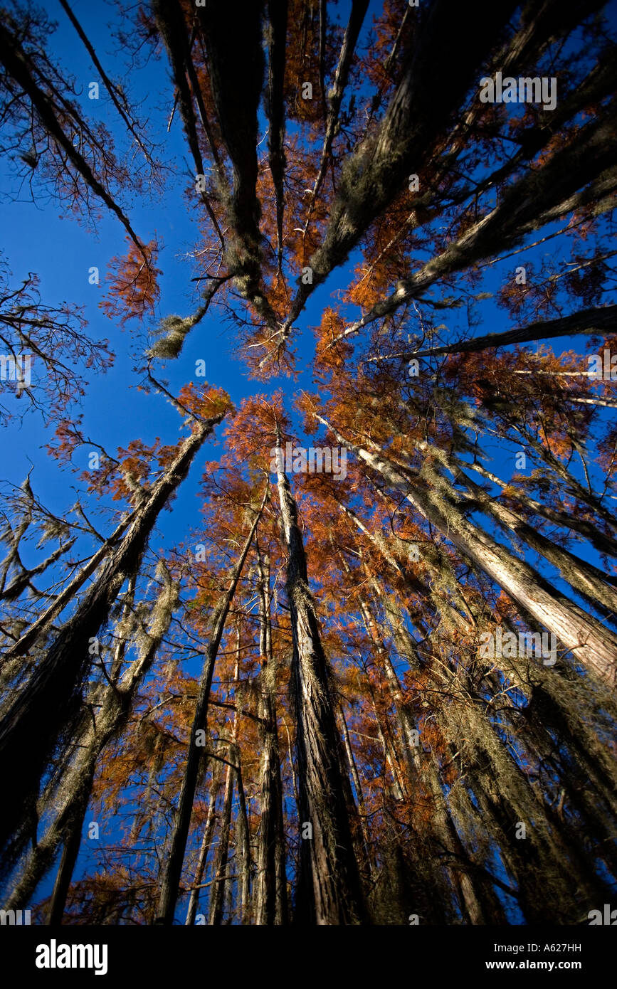 Bald Cypress Trees Taxodium distichum in swamp Louisiana USA Autumn View from ground up Stock Photo