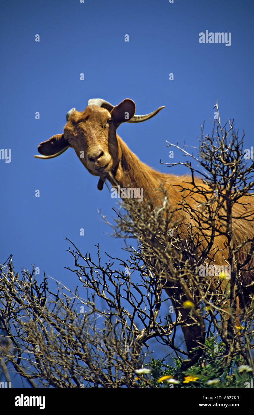 Goat Capra aegagrus hircus on hillside Malaga Costa del Sol Spain Stock Photo