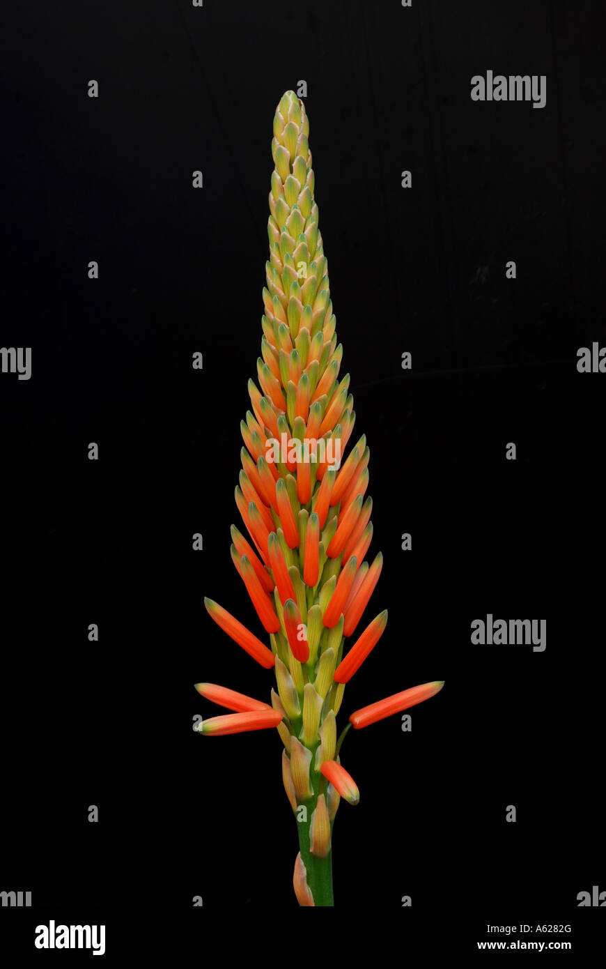 Aloe succotrina, flower. Stock Photo