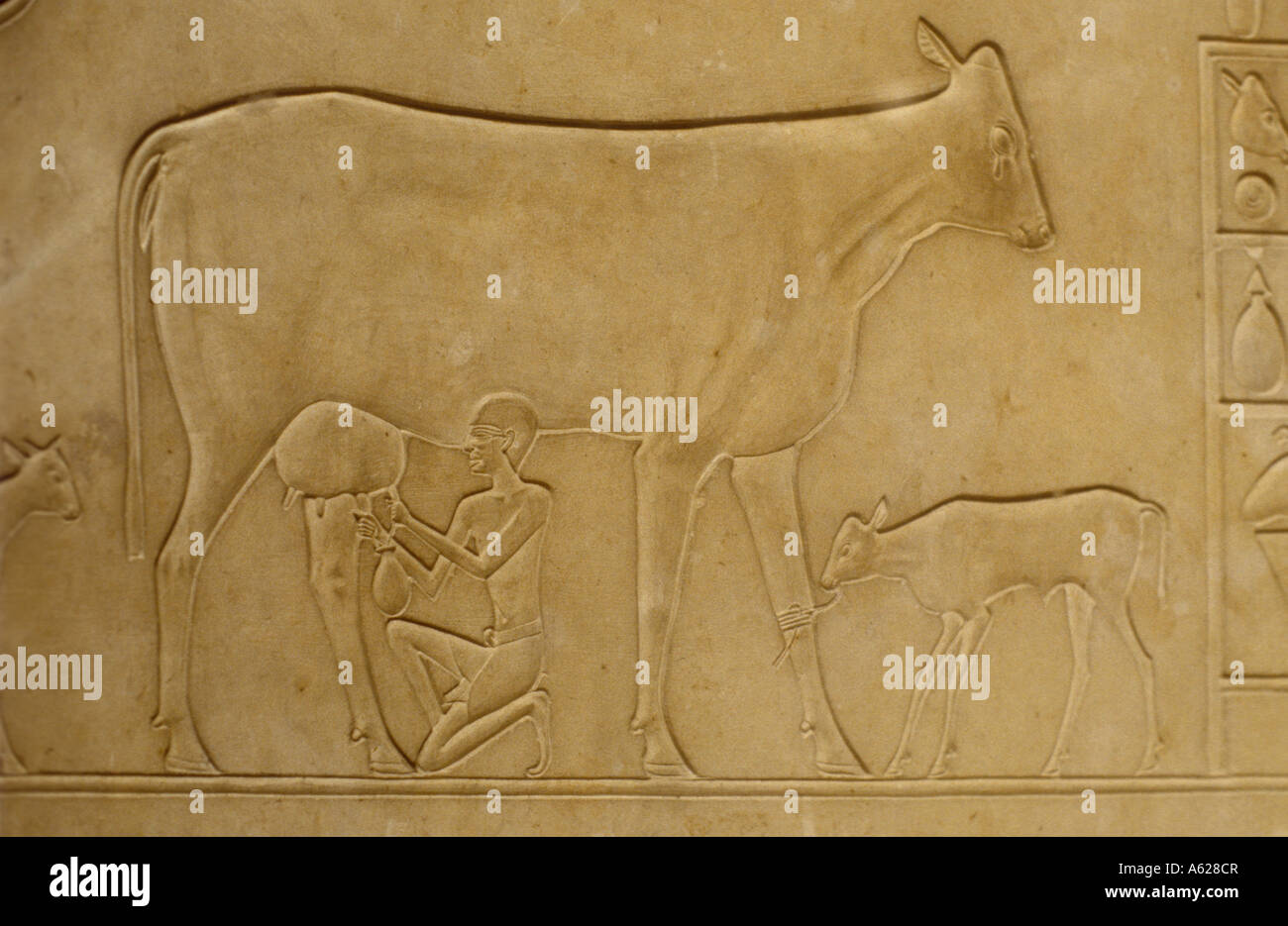 Relief stone carving of man milking cow with calf tethered nearby Egyptian Museum of Antiquities Cairo Egypt Stock Photo