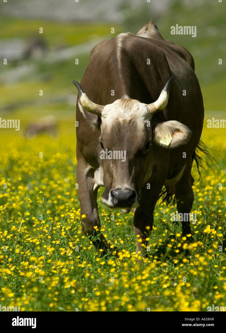 Annoyed Swiss Cow in Appenzell, Switzerland Stock Photo
