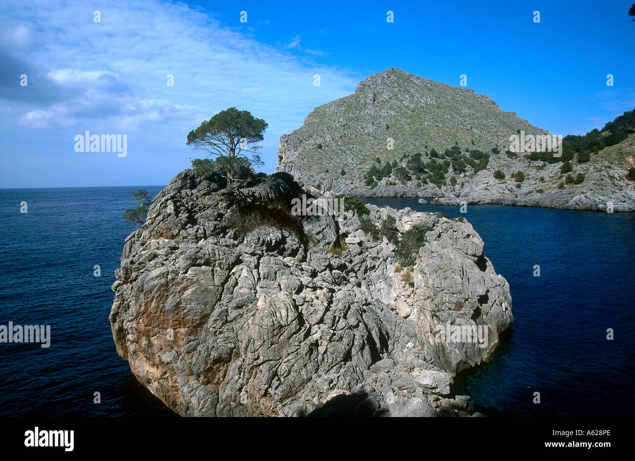 Tree on a rock in the sea Stock Photo - Alamy