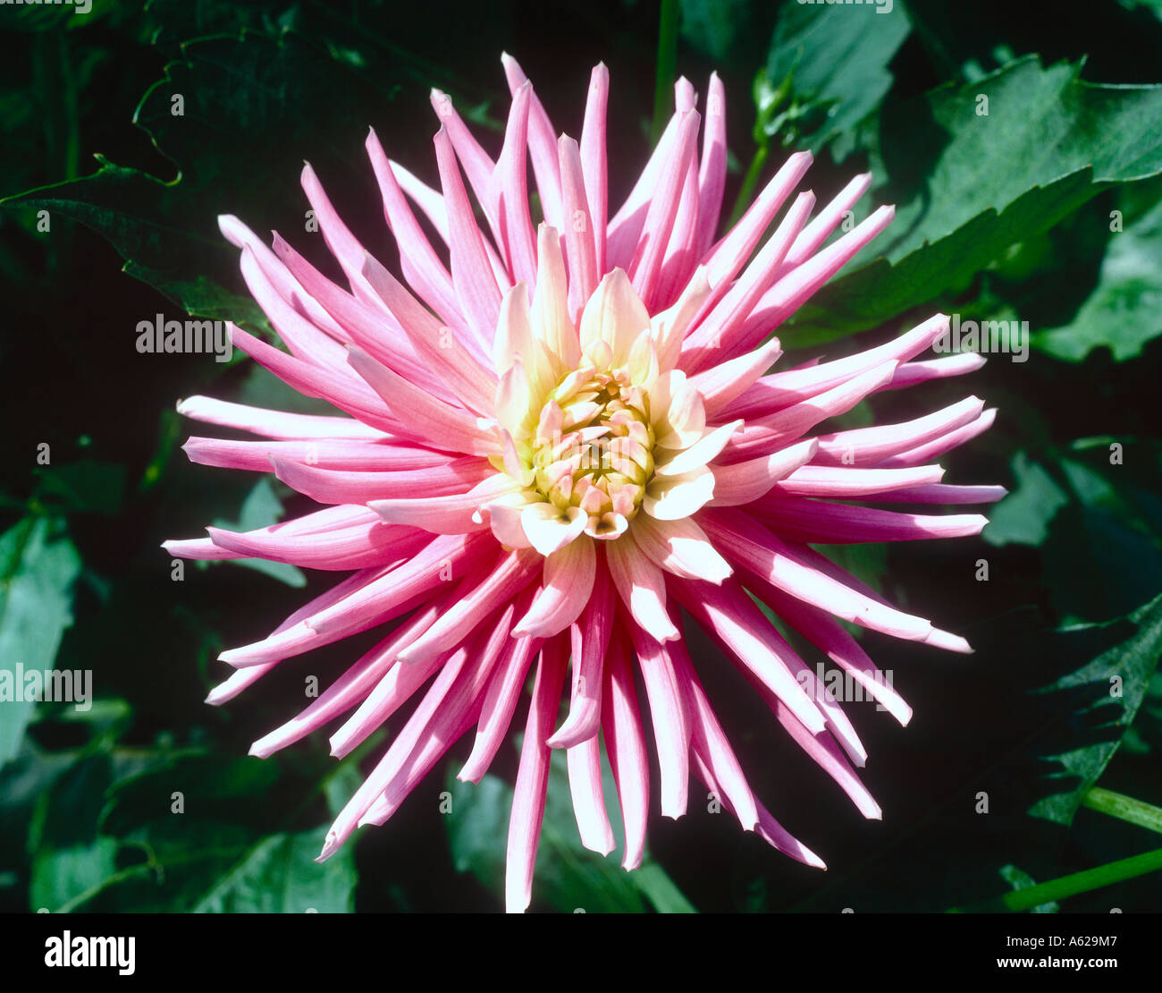 Close up dahlias hi-res stock photography and images - Alamy