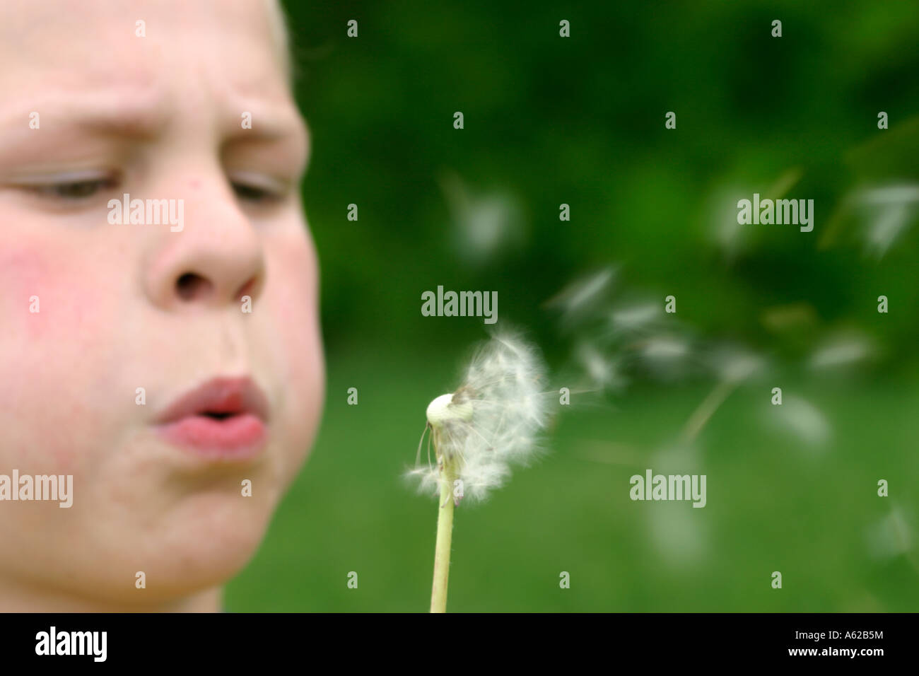 Portrait Of A Young Boy Blowing A Blowball Stock Photo - Alamy