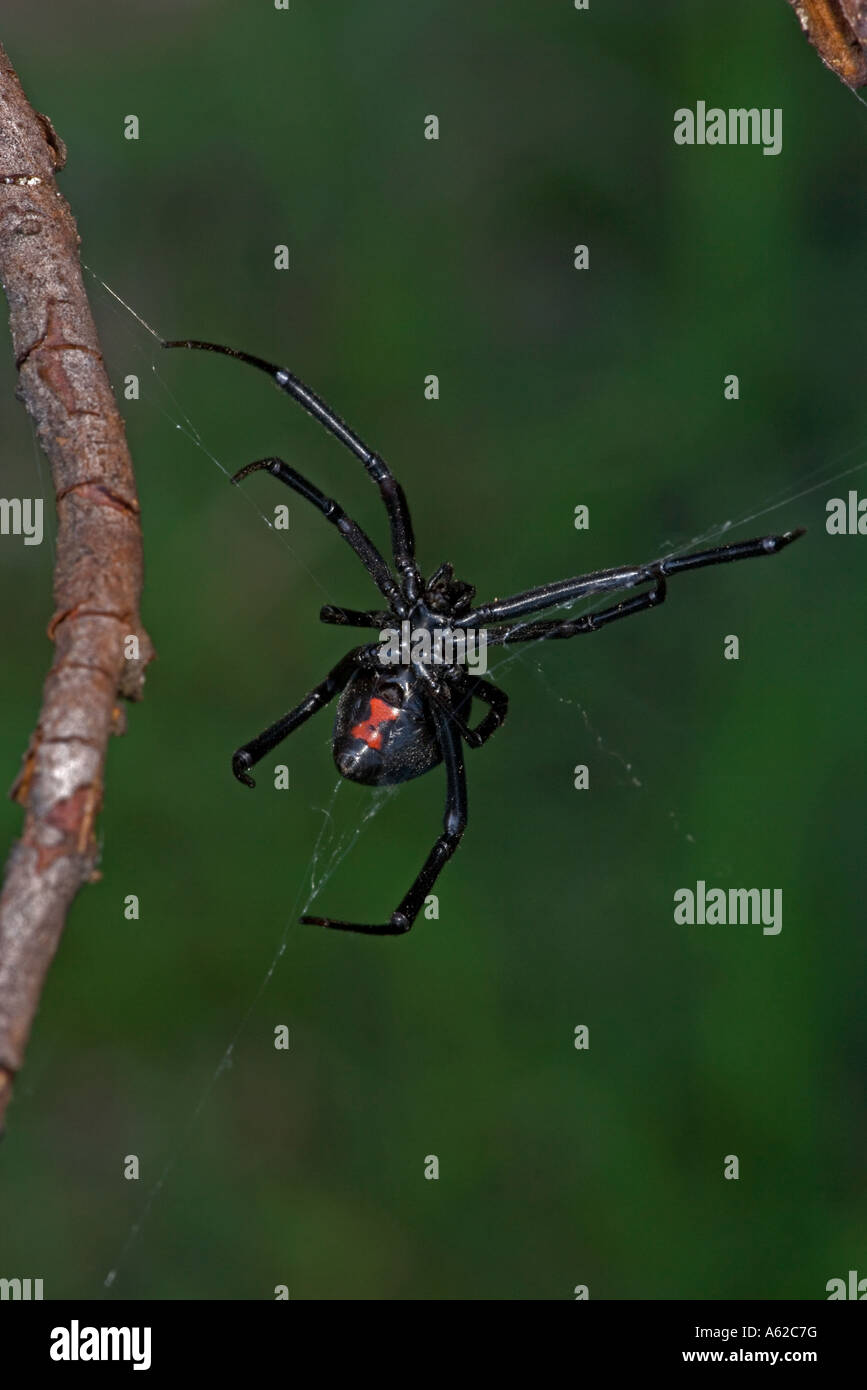 Black Widow Spider Latrodectus hesperus Female Stock Photo Alamy