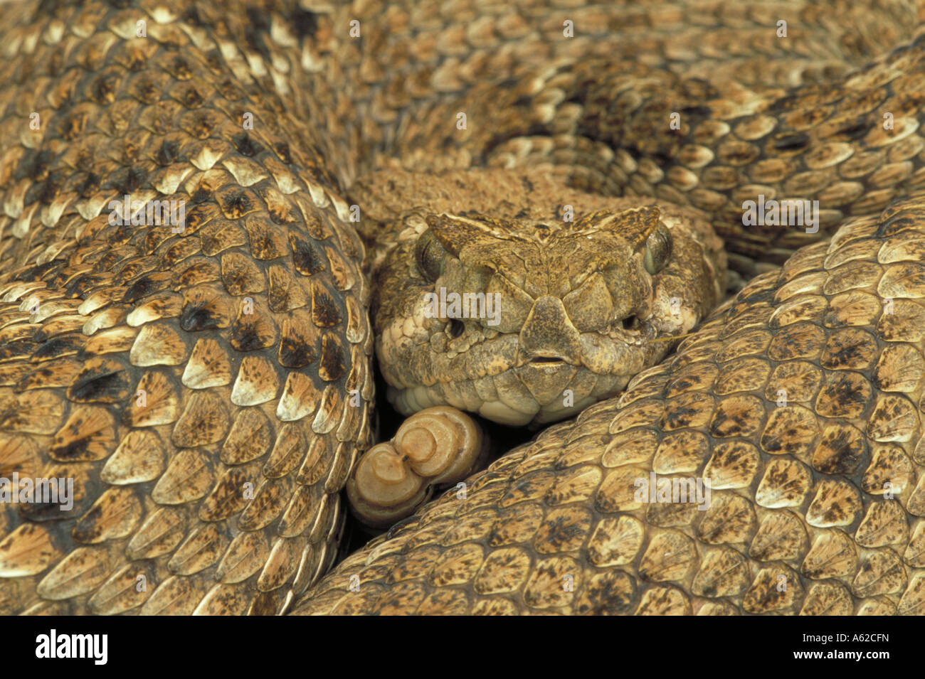 Western Diamondback Rattlesnake Crotalus atrox Arizona Coiled Stock