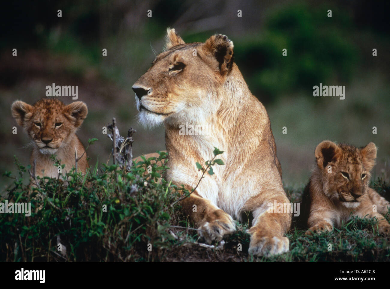 Lioness (Panthera leo) lying with its cubs in forest, Kenya Stock Photo ...