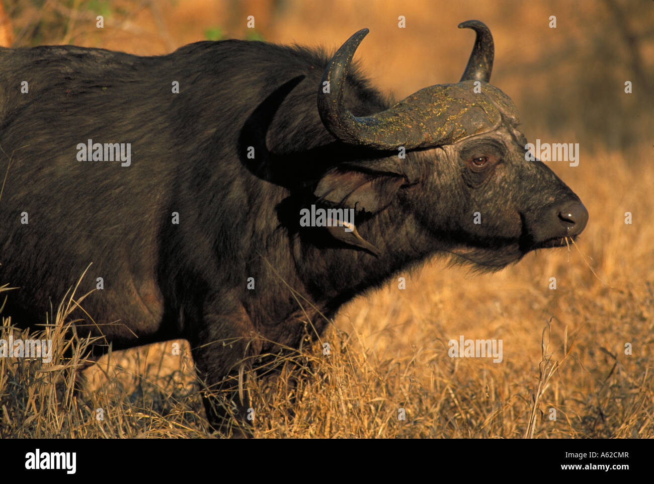SYNCERUS CAFFER CAFFER visual data 8