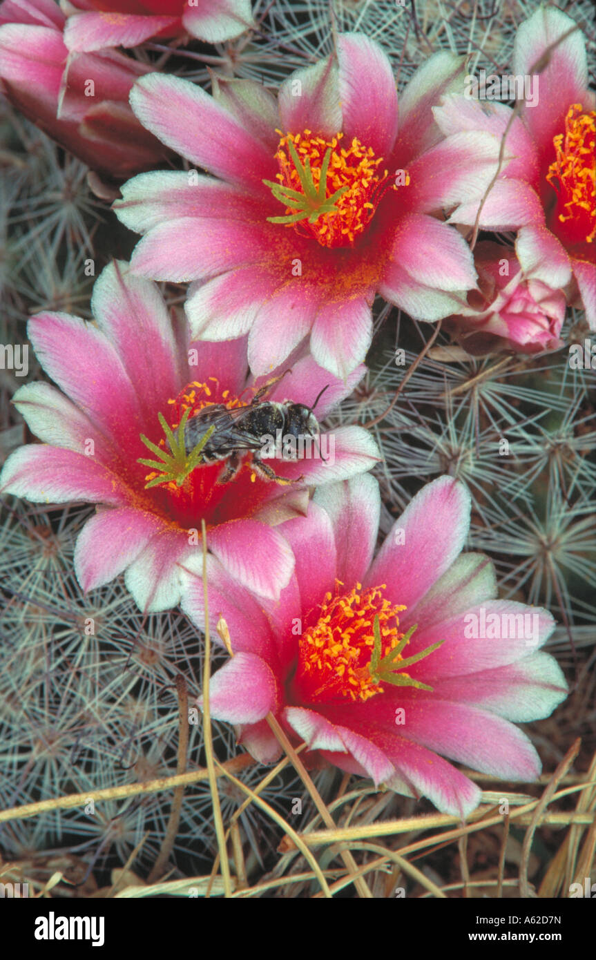 Native Bee on Pin Cushion Cactus Blossum Echinocactus spp Arizona Stock Photo