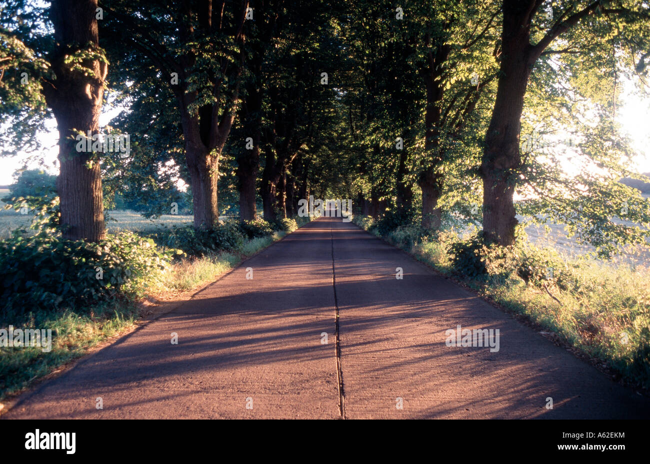 Usedom, Allee, Stock Photo