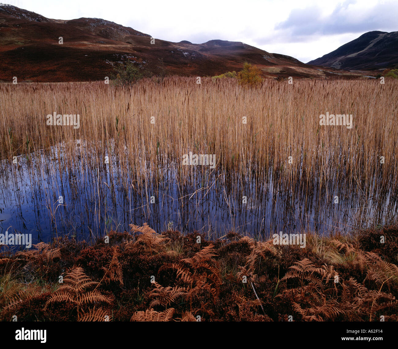 Highland Lochan Sutherland Stock Photo