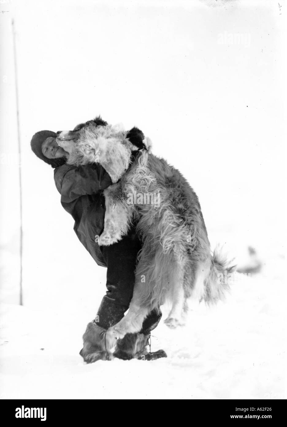 Dr Leonard Hussey lifting dog Imperial Trans Antarctic Expedition Stock Photo 405286 Alamy