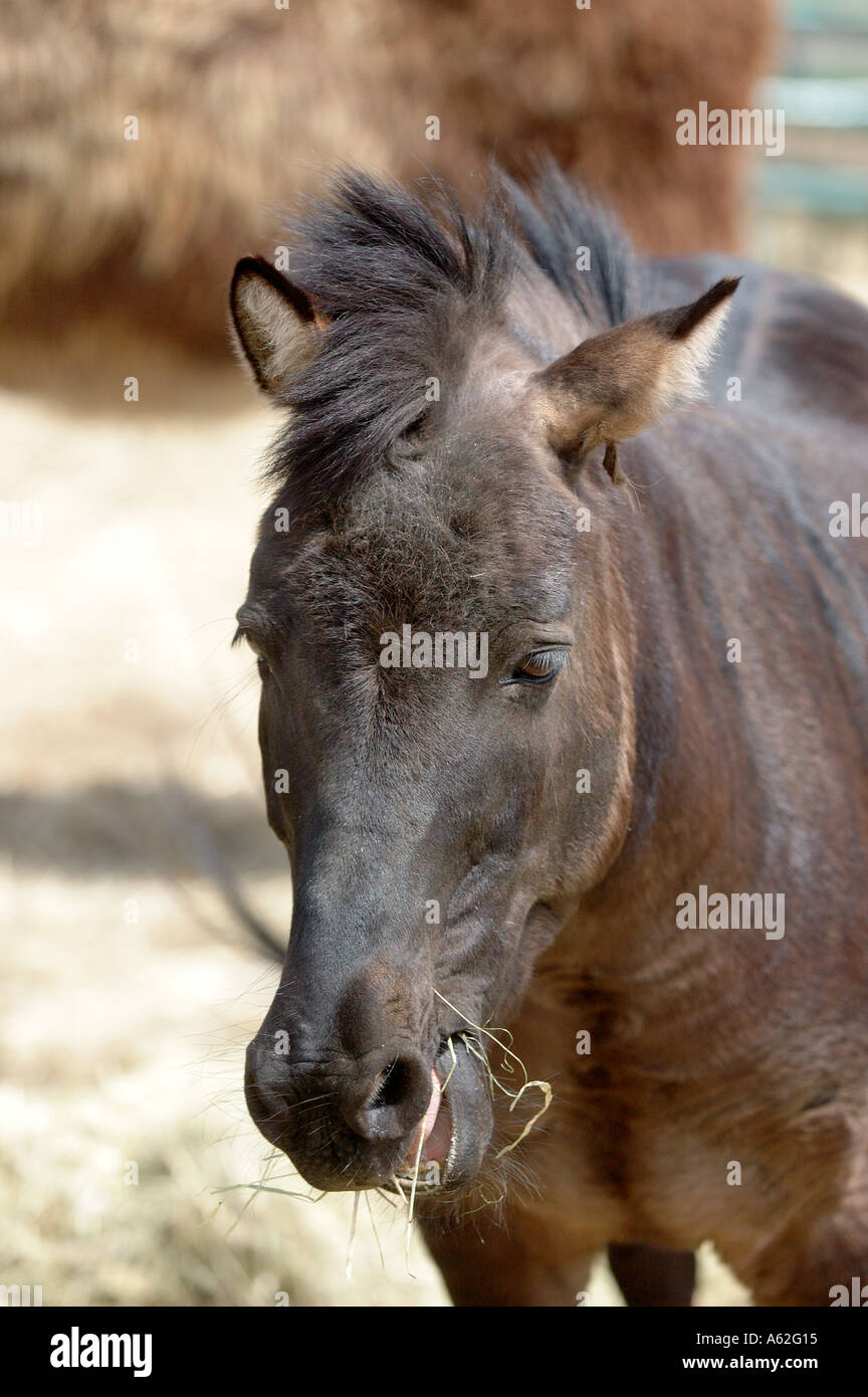 horse donkey zebra mix brown animal farm animal domestic animal cross