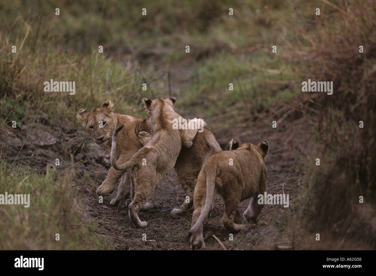 Africa Kenya Masai Mara Game Reserve Lion cubs Panthera leo playing in ...