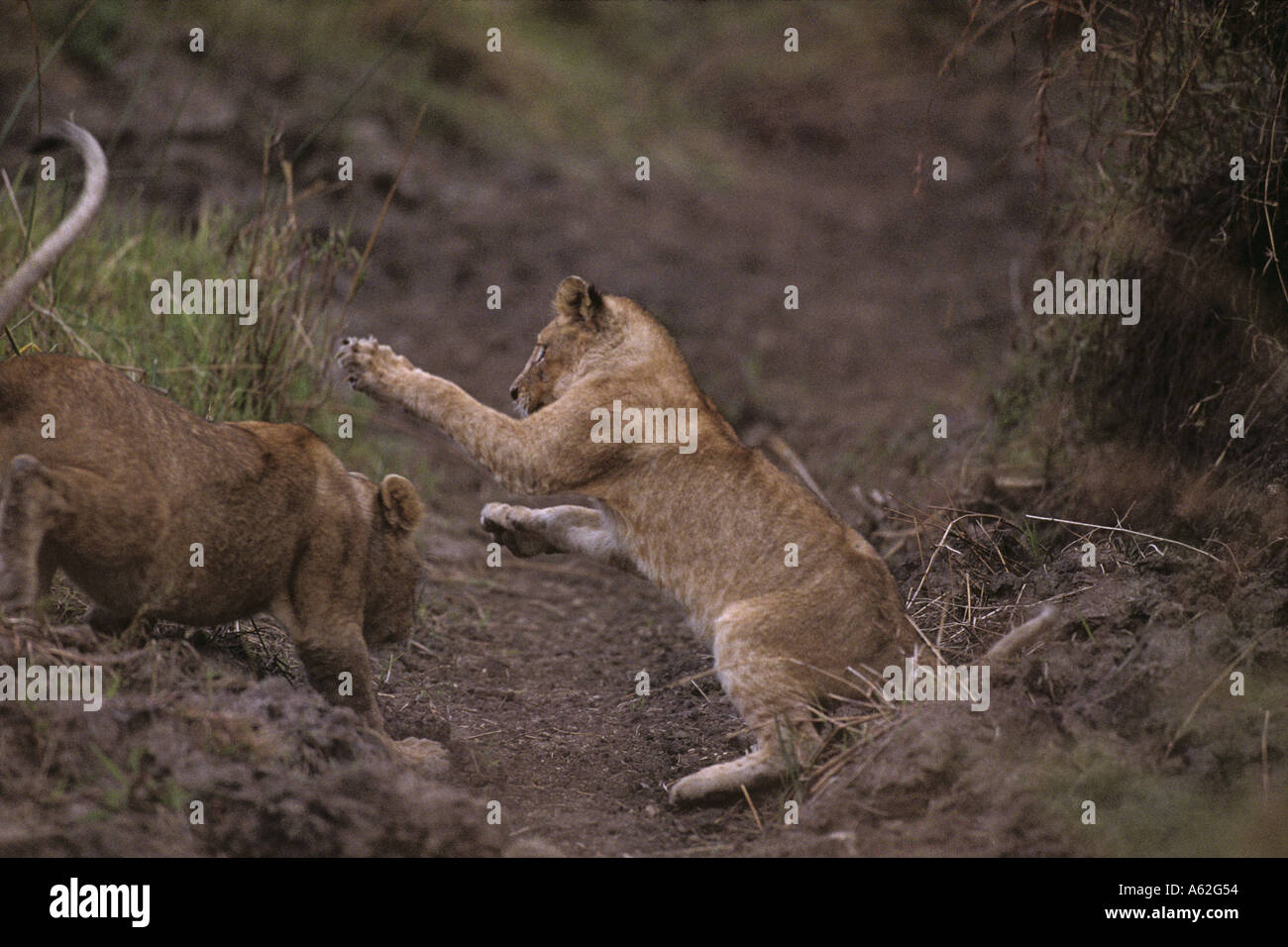Africa Kenya Masai Mara Game Reserve Lion cubs Panthera leo playing in ...