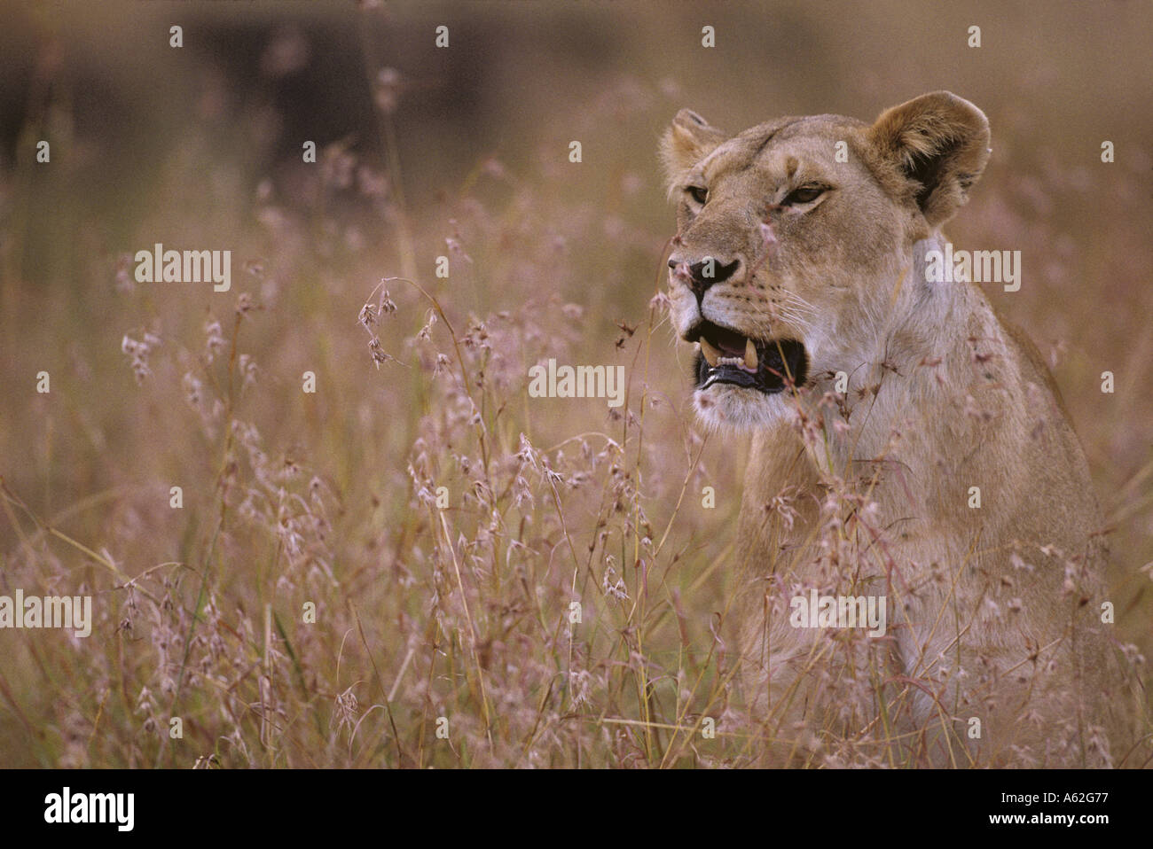 Africa Kenya Masai Mara Game Reserve Lioness Panthera leo resting in ...