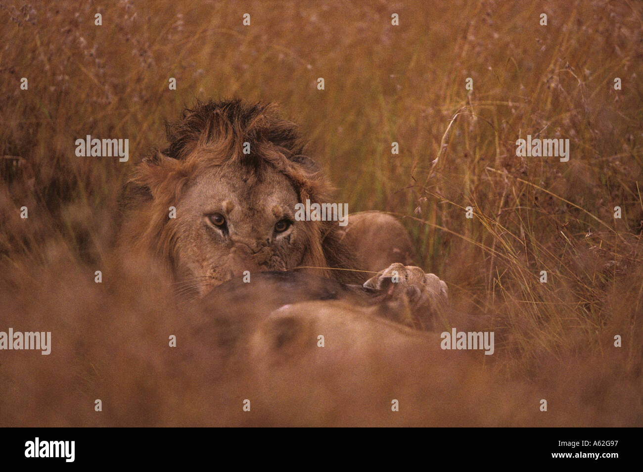 Africa Kenya Masai Mara Game Reserve Adult Male Lion Panthera leo ...