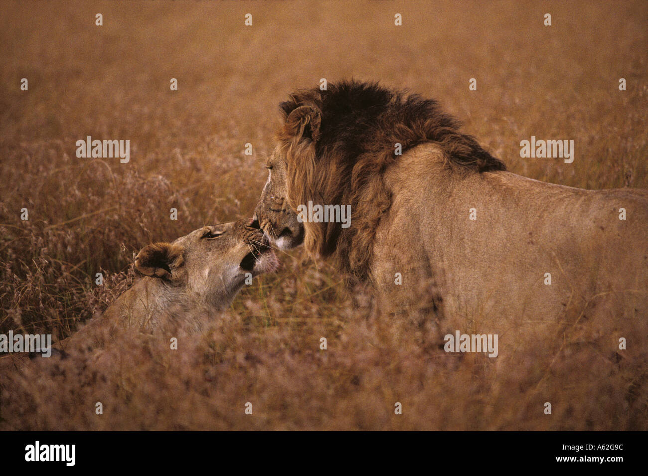 Africa Kenya Masai Mara Game Reserve Adult Male Lion Panthera leo ...