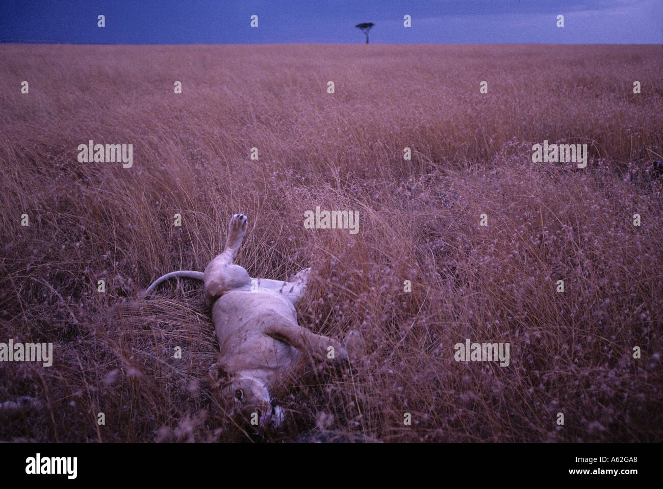 Africa Kenya Masai Mara Game Reserve Adult Female Lioness Panthera leo ...