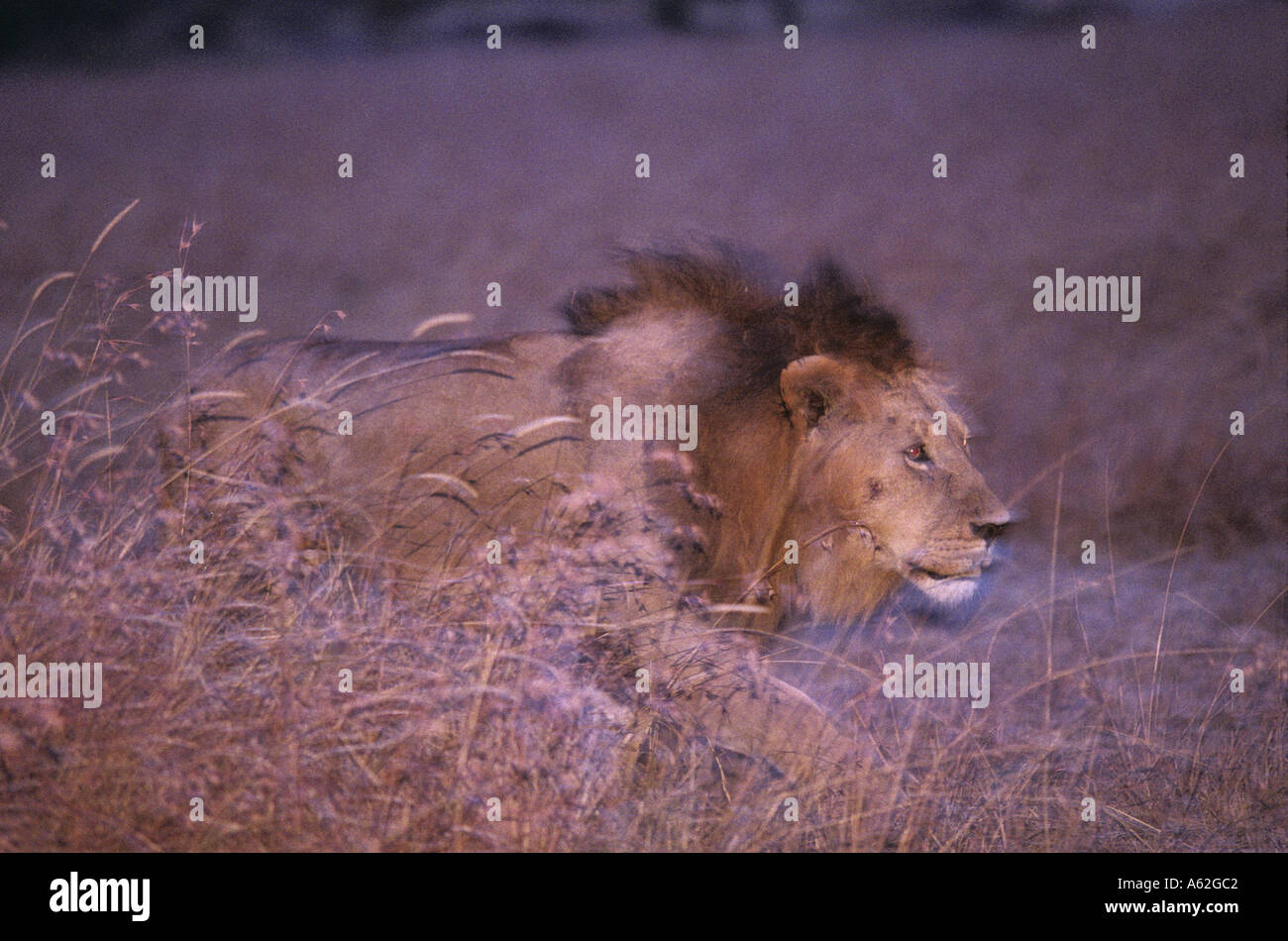 Africa Kenya Masai Mara Game Reserve Adult Male Lion Panthera leo ...