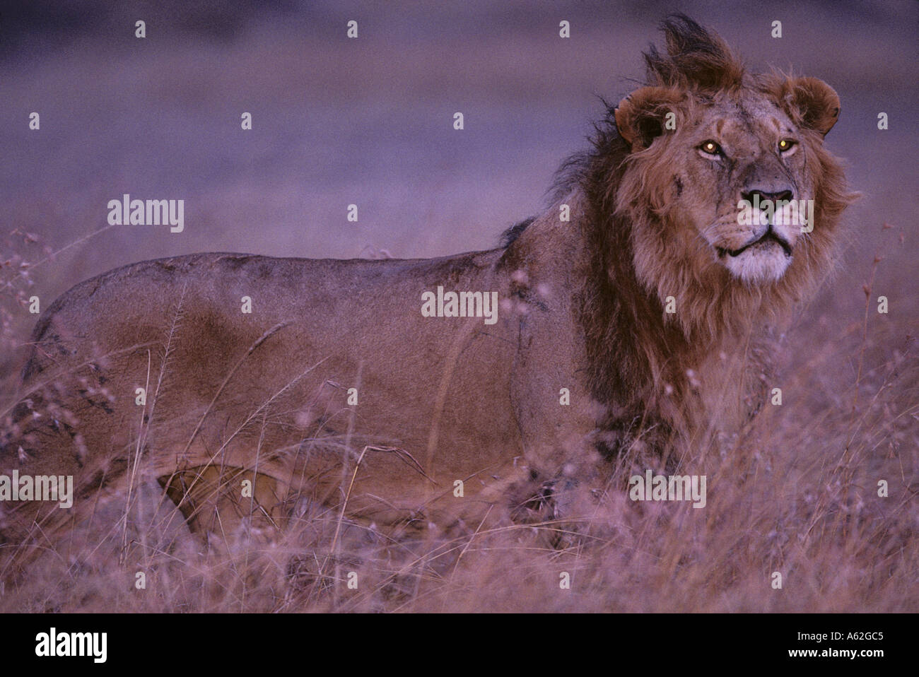 Africa Kenya Masai Mara Game Reserve Adult Male Lion Panthera leo ...