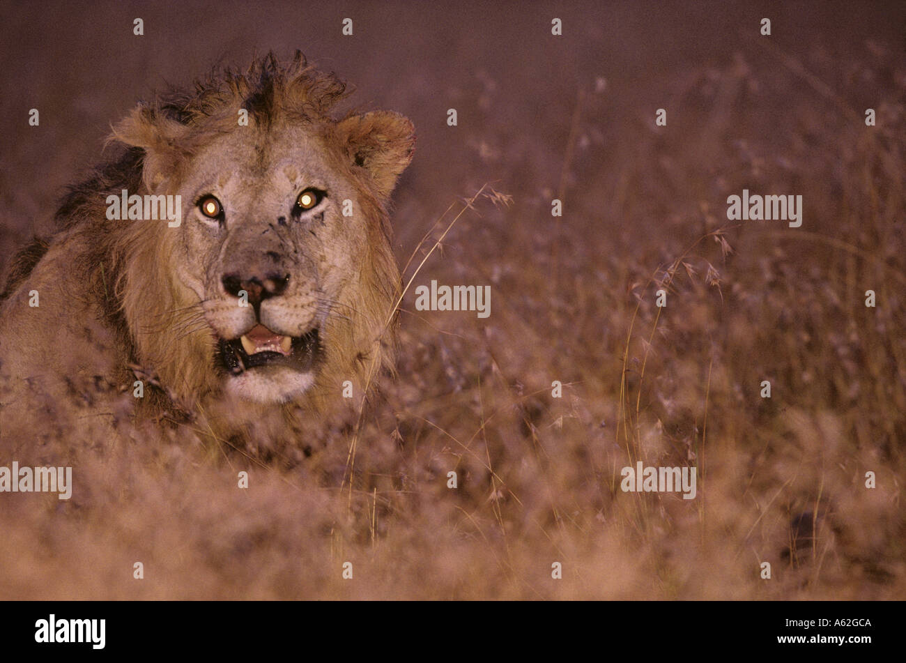 Africa Kenya Masai Mara Game Reserve Adult Male Lion Panthera leo ...