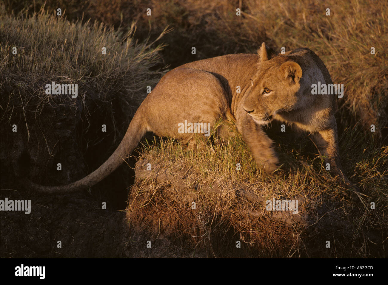 Africa Kenya Masai Mara Game Reserve Young Adult Male Lion Panthera leo ...