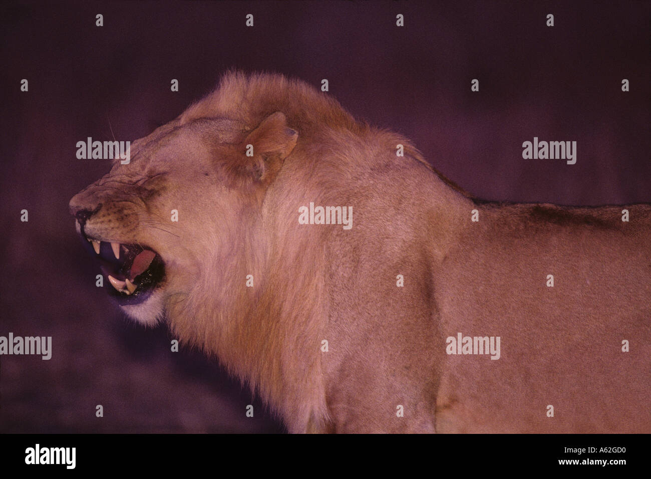 Africa Kenya Masai Mara Game Reserve Young Adult Male Lion Panthera leo ...