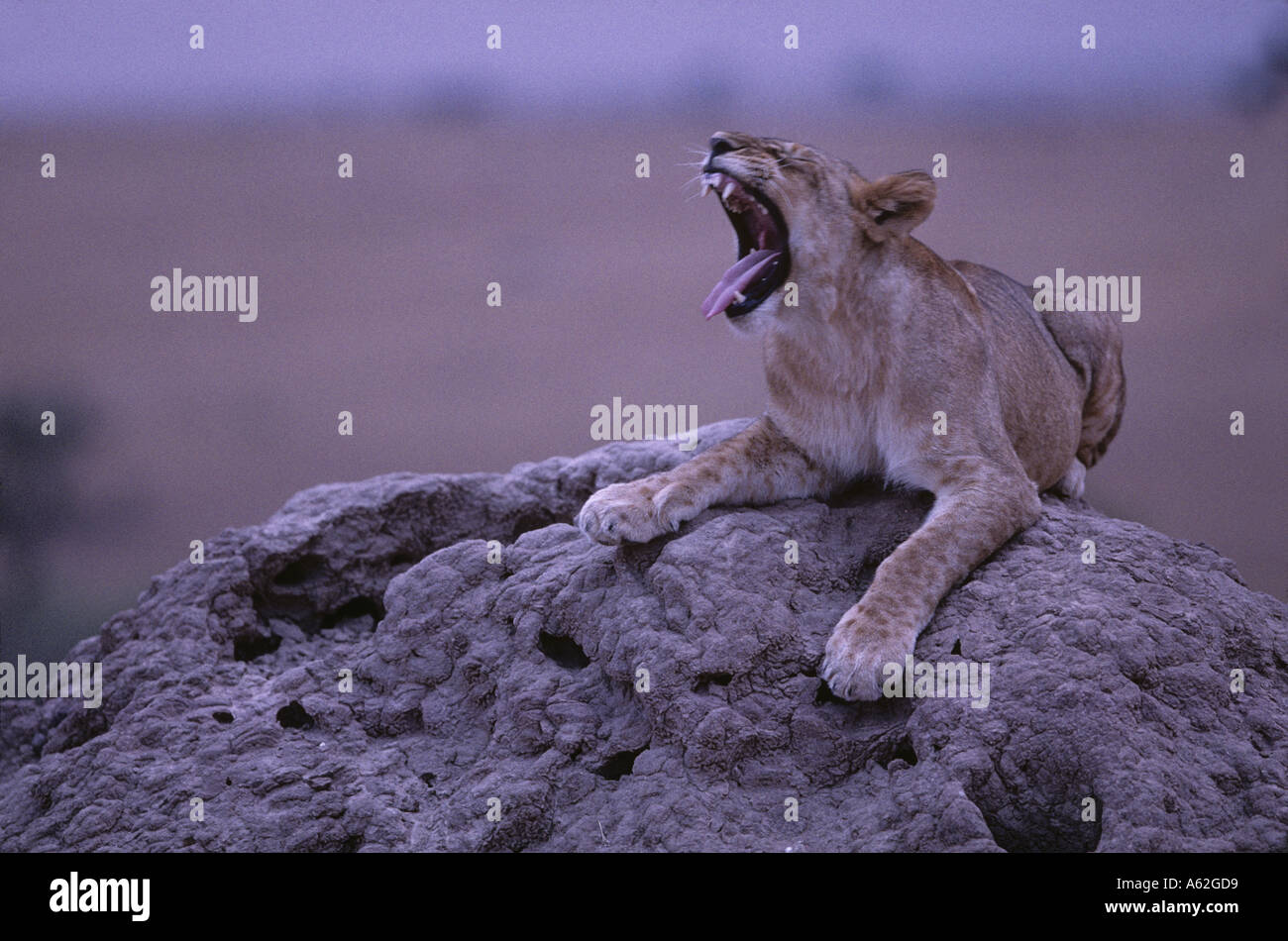 Africa Kenya Masai Mara Game Reserve Young Lioness Panthera leo yawns ...