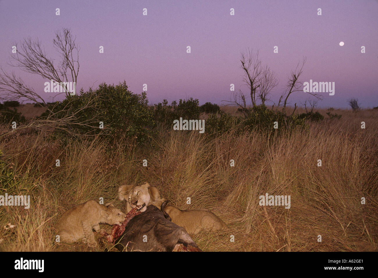 Africa Kenya Masai Mara Game Reserve Lioness Panthera leo and cubs ...