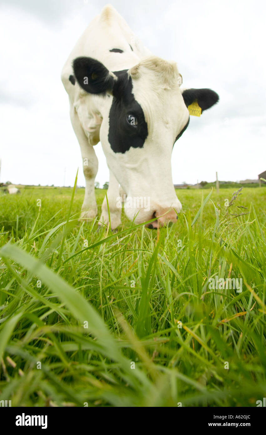 British dairy farm hi-res stock photography and images - Alamy