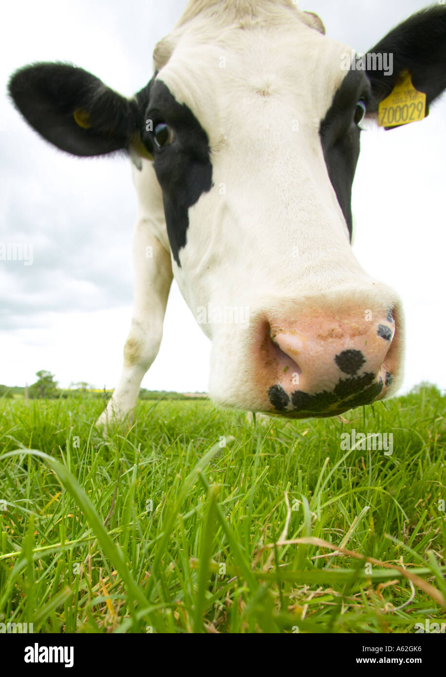 Cow British Holstein Friesian Stock Photo Alamy