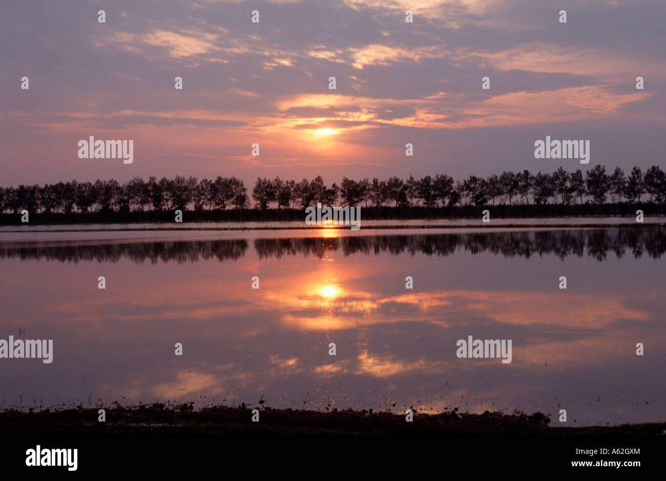 Camargue, Reisfelder, Sonnenuntergang Stock Photo