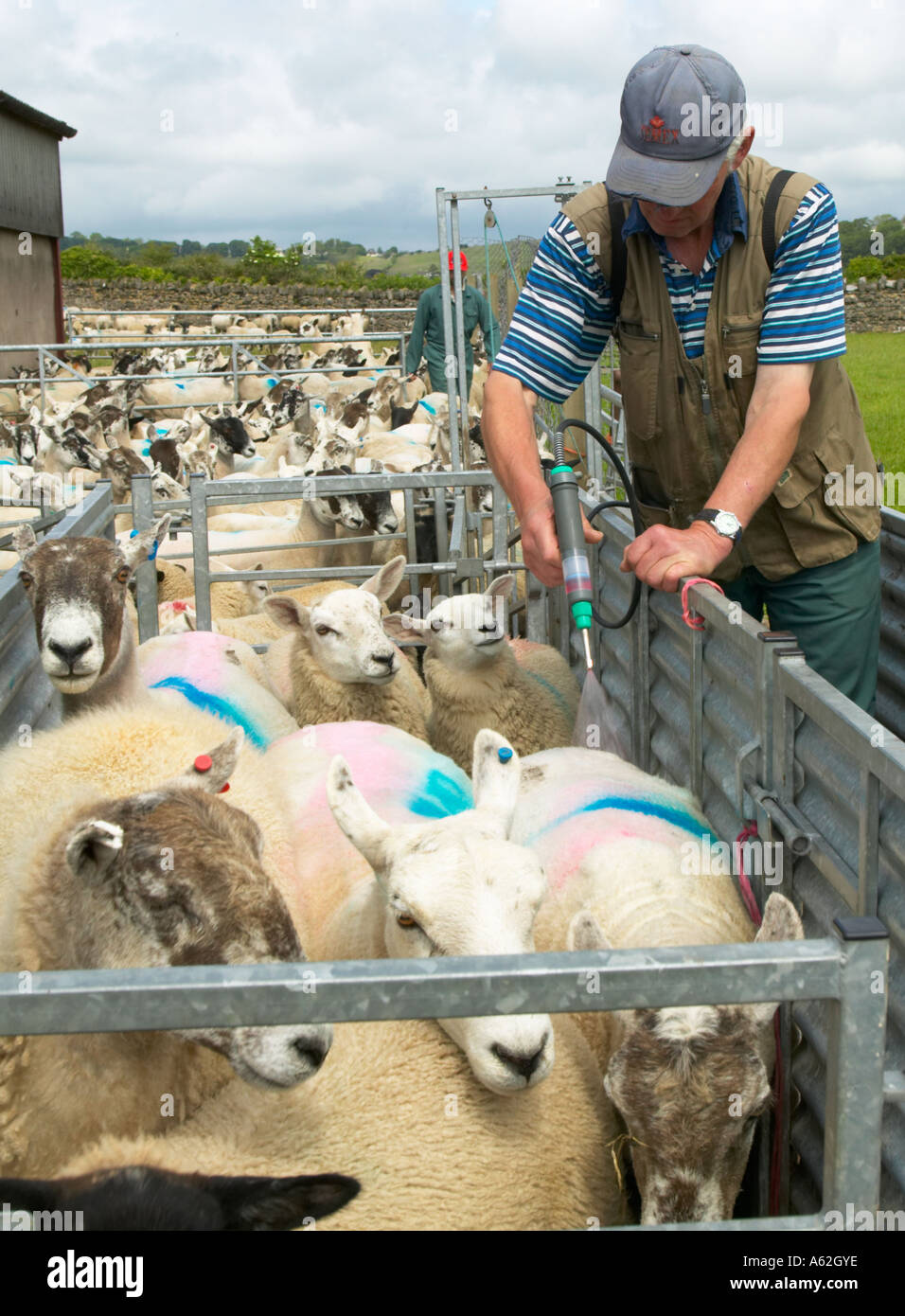 Treating sheep against blowfly with pour on insecticide high cis cypermethrin Salt marsh sheep Cumbria Stock Photo