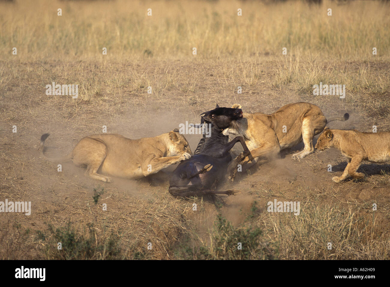 Kenya Masai Mara Game Reserve Lions Panthera leo ambush and kill ...
