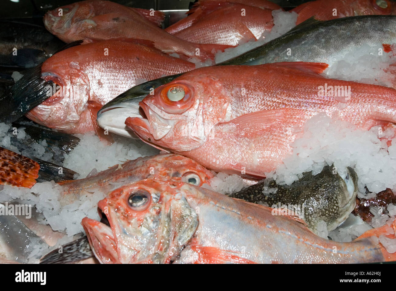 Fresh fish in ice Auckland Fish Market New Zealand Stock Photo Alamy