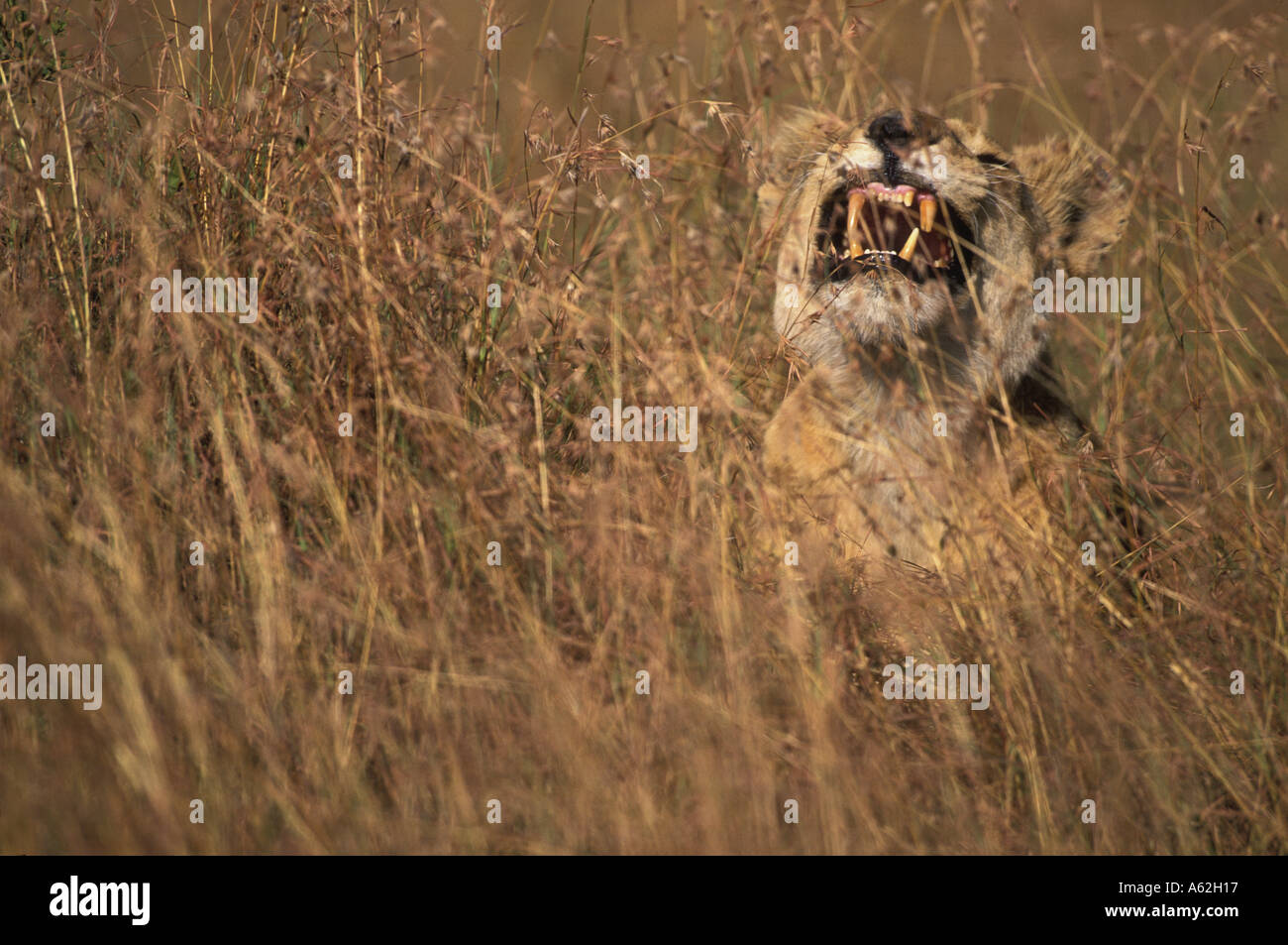 Kenya Masai Mara Game Reserve Lioness Panthera leo bares teeth while ...