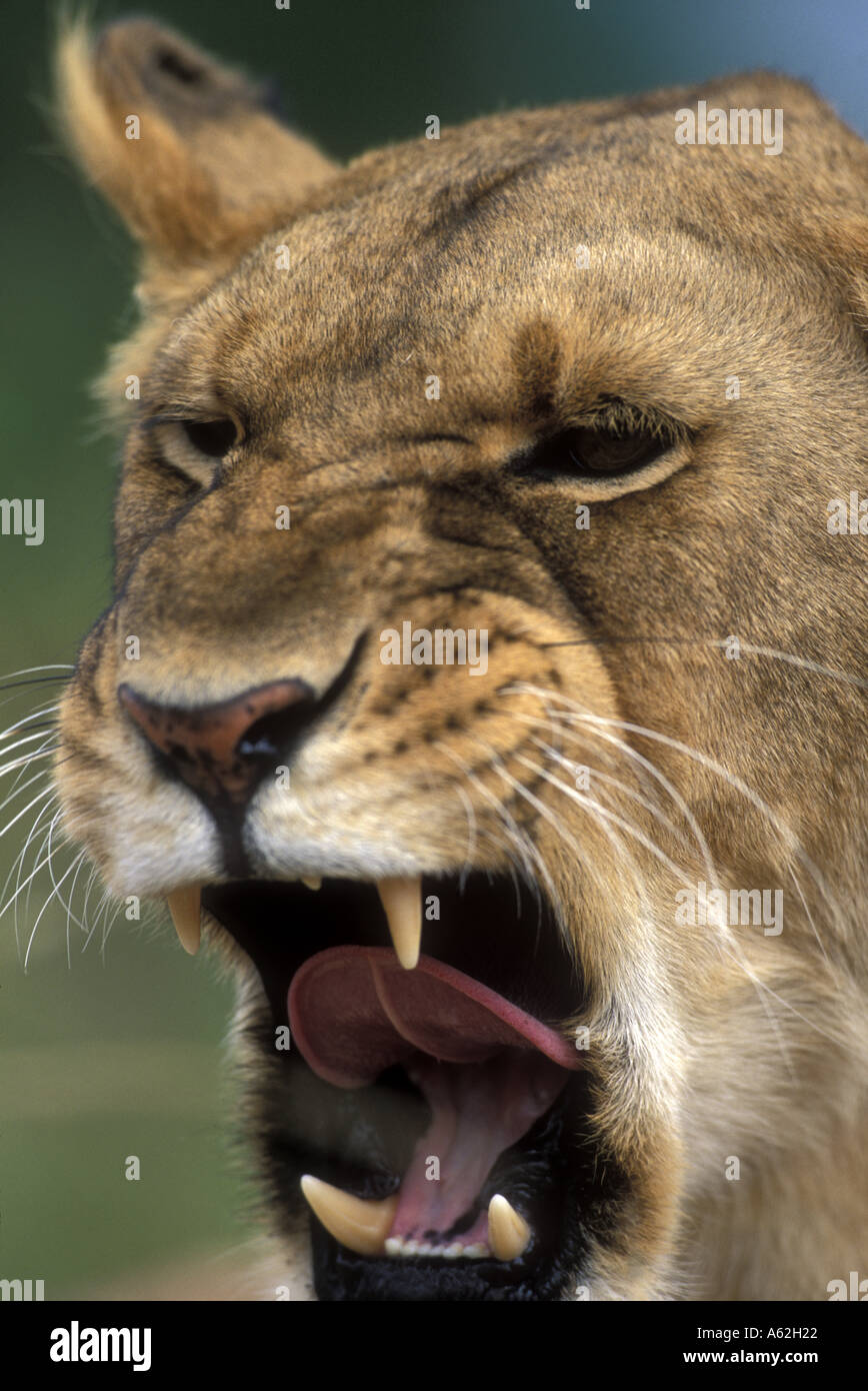 Kenya Masai Mara Game Reserve Lioness Panthera leo bares teeth while ...