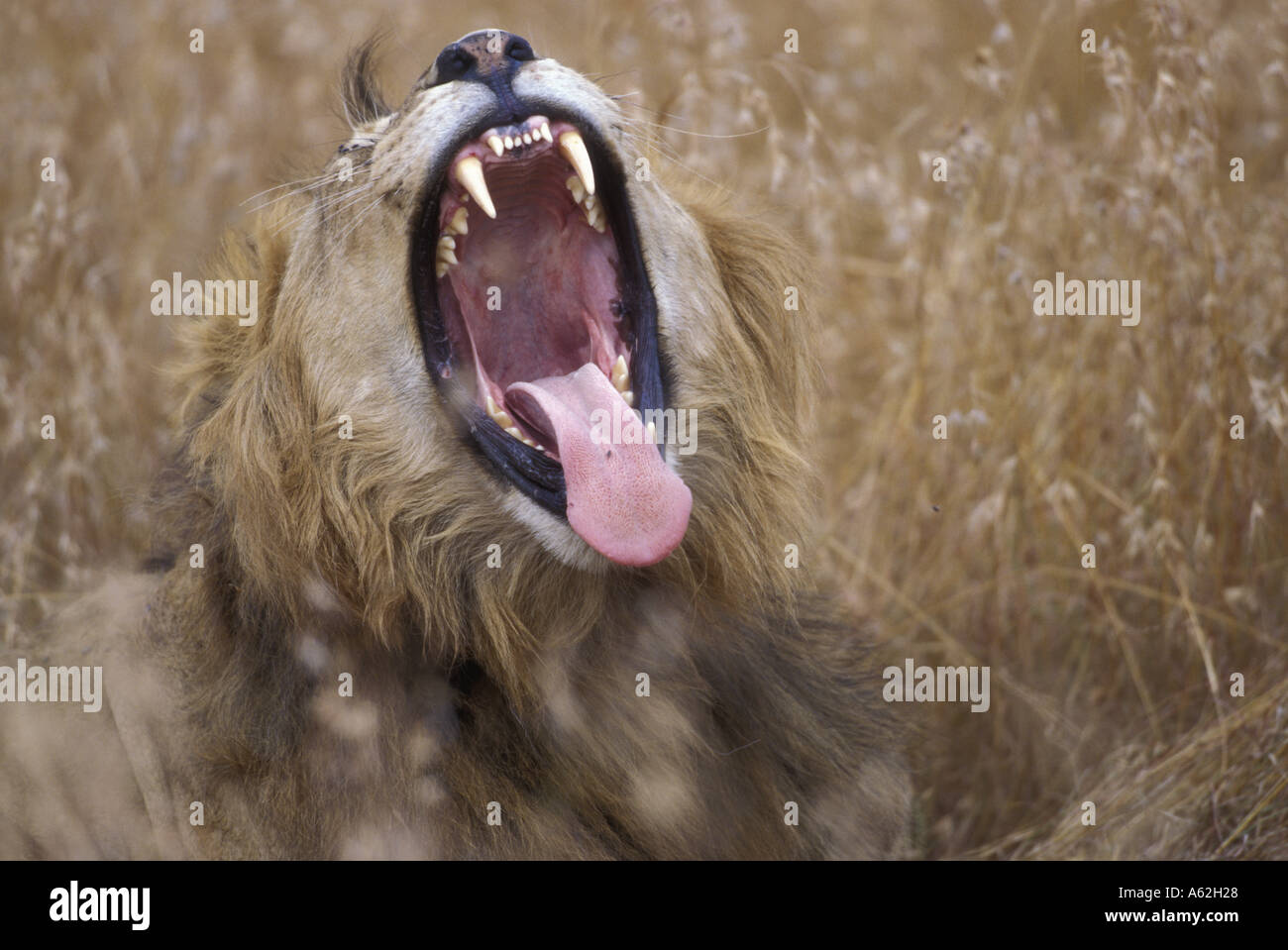 Kenya Masai Mara Game Reserve Male Lion Panthera leo bares teeth while ...