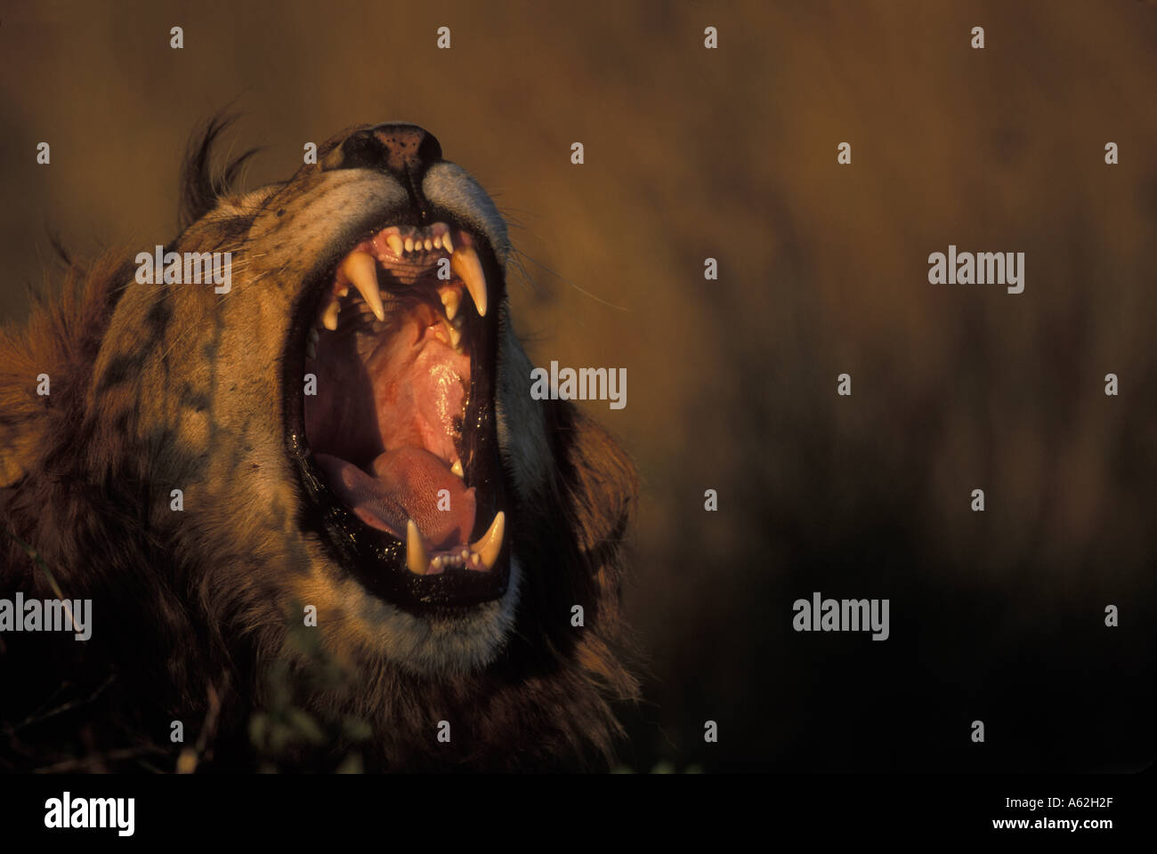 Kenya Masai Mara Game Reserve Male Lion Panthera leo bares teeth while ...