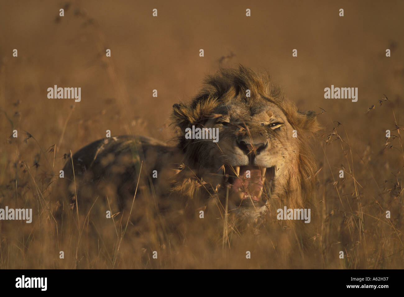 Africa Kenya Masai Mara Game Reserve Adult Male Lion Panthera leo bares ...