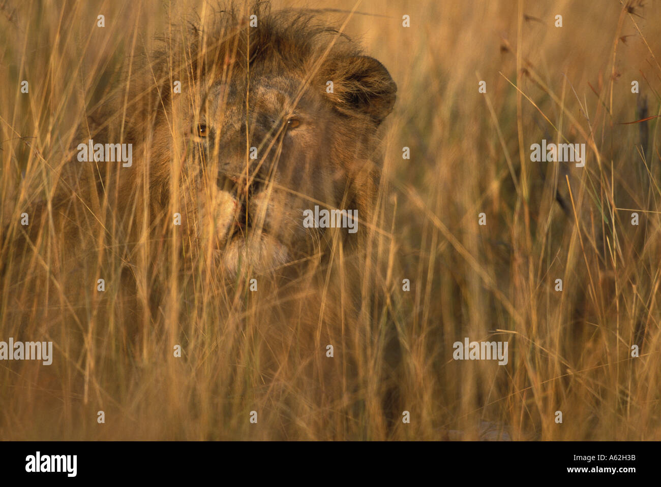 Africa Kenya Masai Mara Game Reserve Adult Male Lion Panthera leo in ...