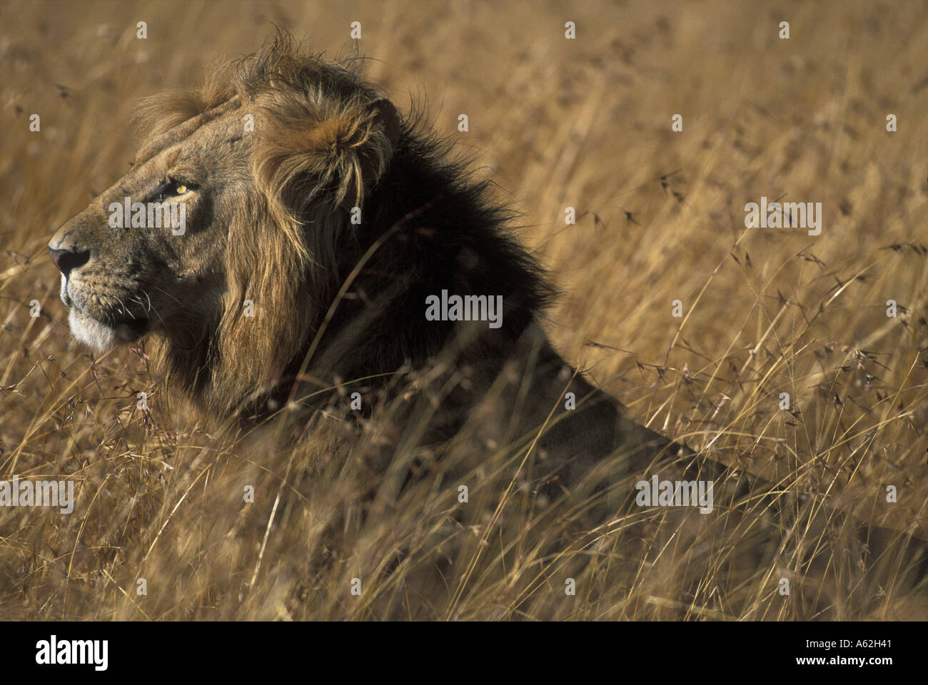 Africa Kenya Masai Mara Game Reserve Adult Male Lion Panthera leo in ...