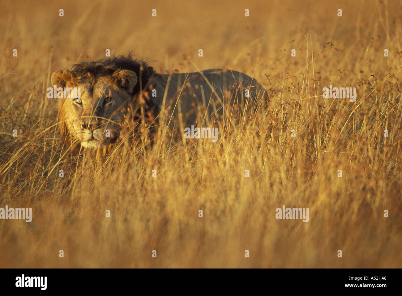 Lion lights kenya hi-res stock photography and images - Alamy