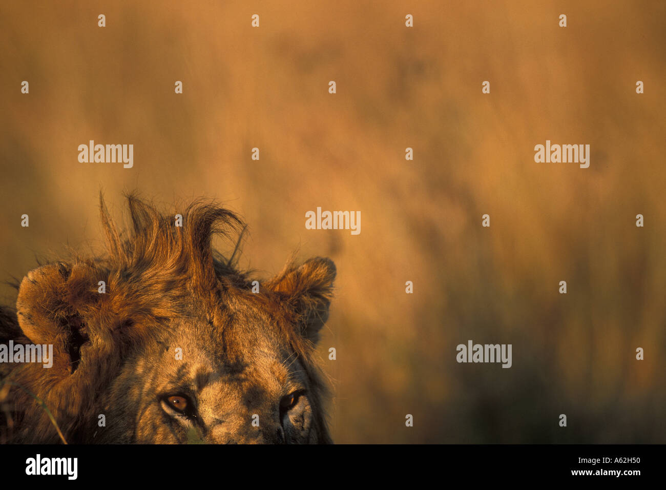 Africa Kenya Masai Mara Game Reserve Adult Male Lion Panthera leo in ...