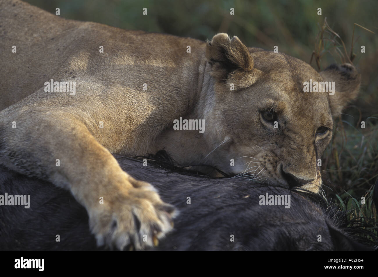 Kenya Masai Mara Game Reserve Lioness Panthera leo wrestles with ...