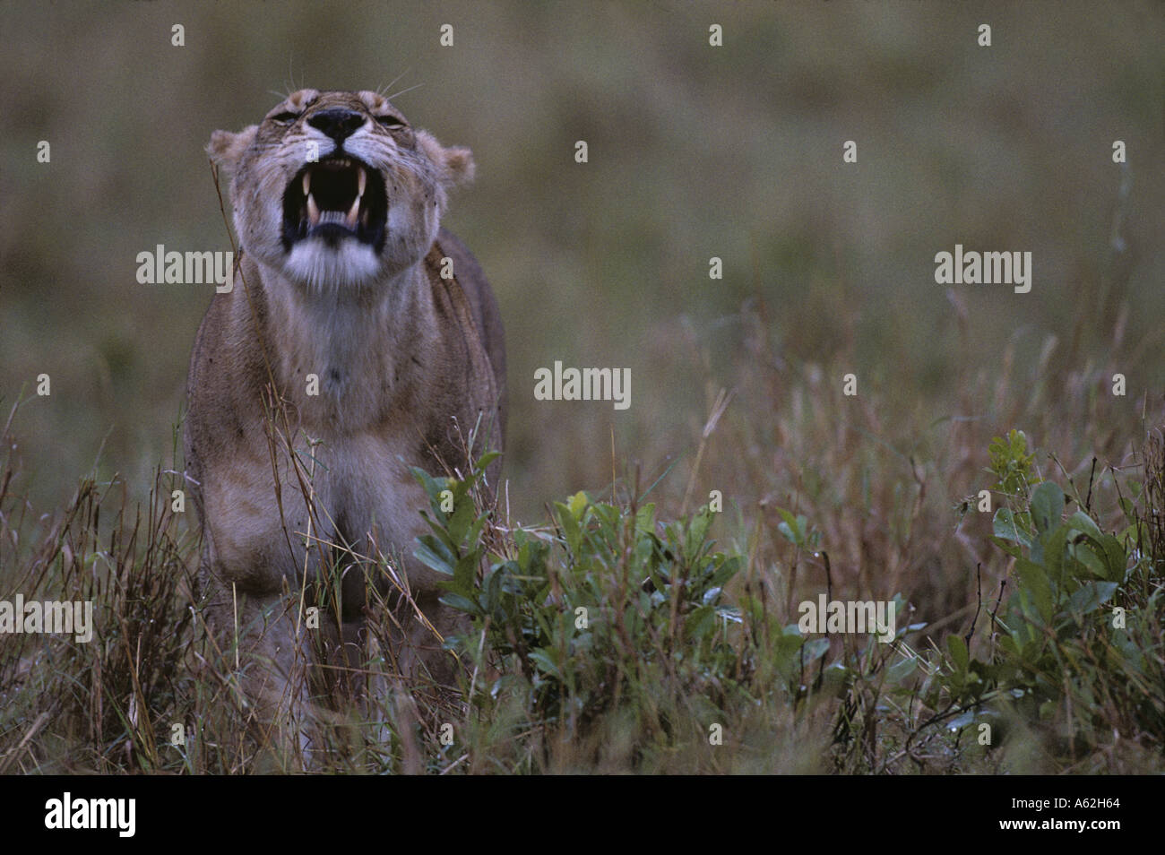 Africa Kenya Masai Mara Game Reserve Adult Lioness Panthera leo bares ...